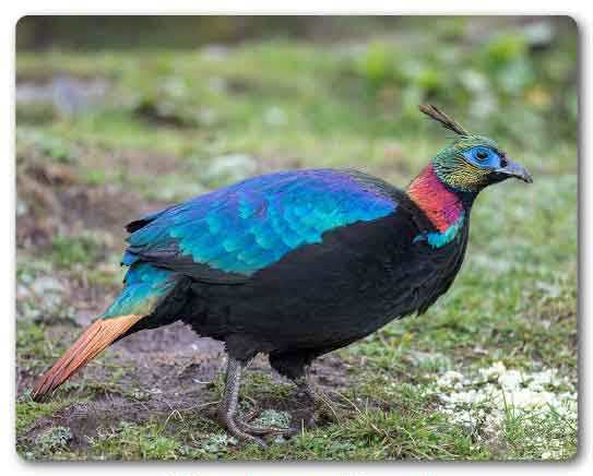  Uttarakhand State bird, Himalayan Monal, Lophophorus impejanus